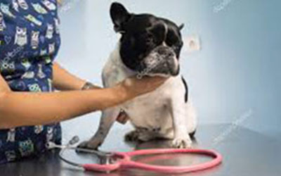 Visita clinica cani e gatti