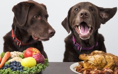 Nutrizione ed alimentazione del cane e del gatto