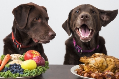 Nutrizione ed alimentazione del cane e del gatto